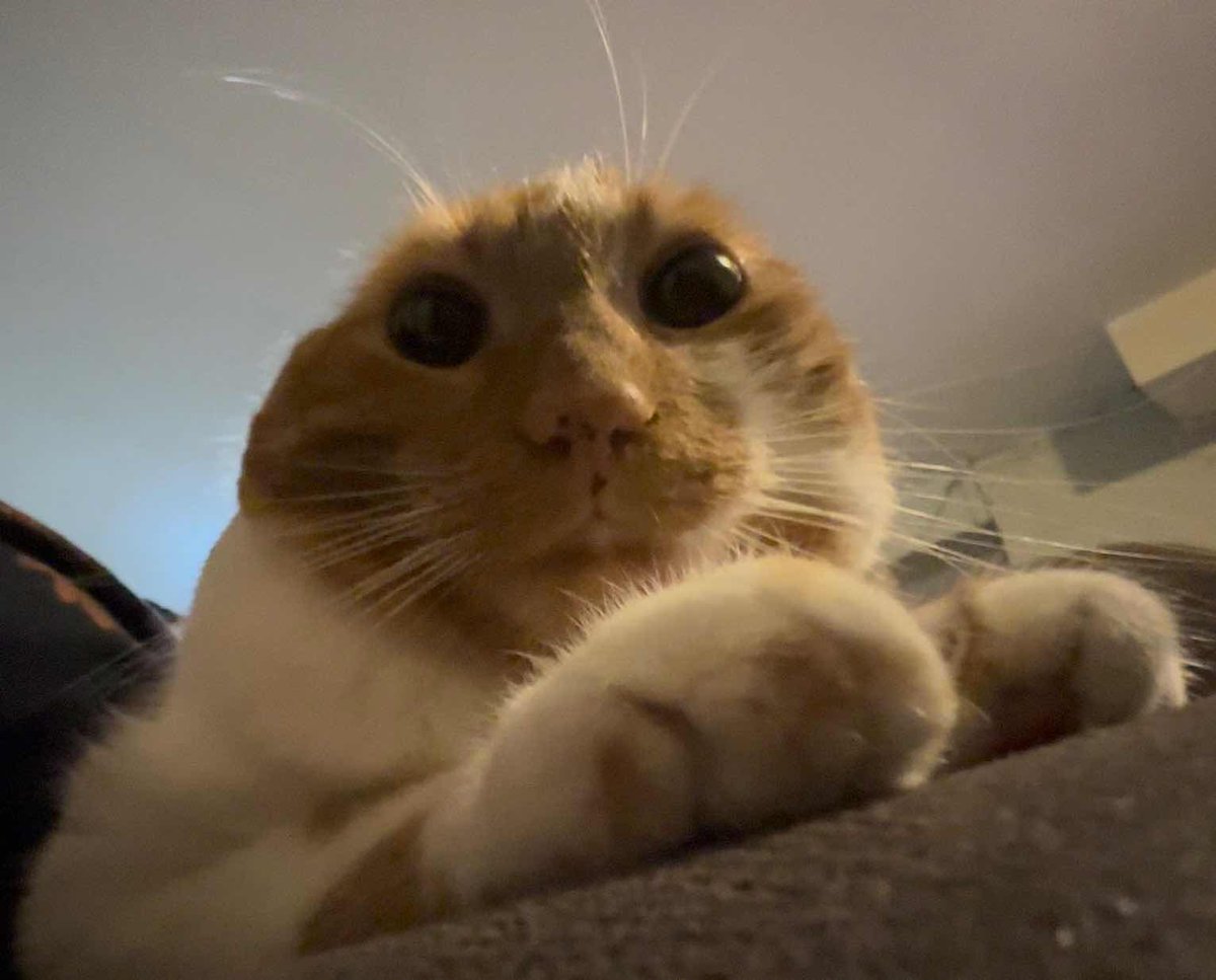 Tiny orange cat with no ears. Stupid ugly png